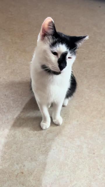 @Catlover313official