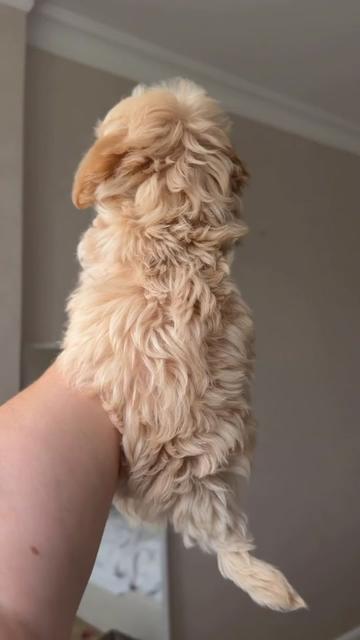 @Maltipoo Puppy Place