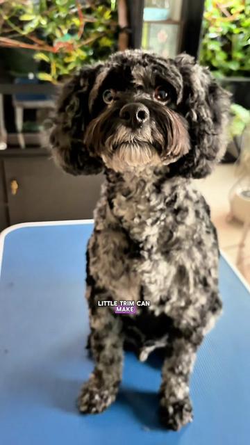 @Archie The Bernedoodle