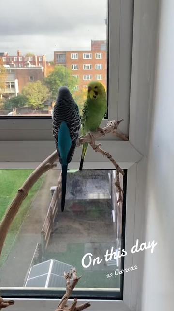 @Blu_the_budgie 🇹🇹