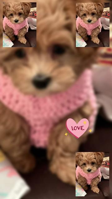 @Bomby y princesa🩵🩷