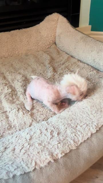 @Chinese Crested Cuties