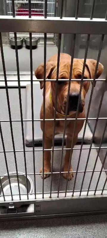 @Cane Corsos