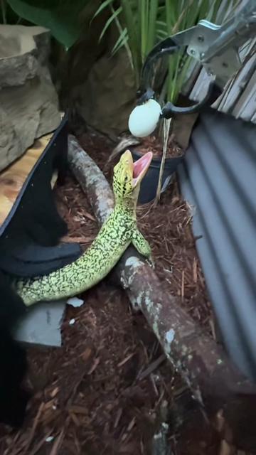 @Tommys_reptiles