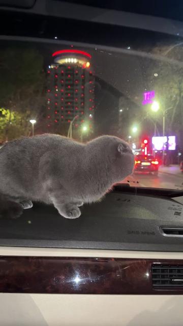 @BOBI🐈⬛