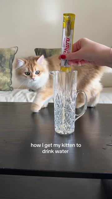 @Cleo the City Kitty