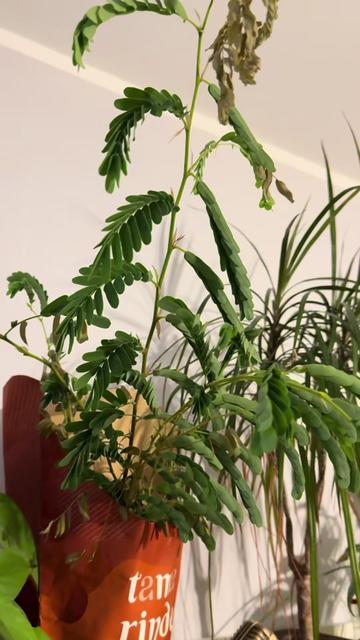 @maciej.plants