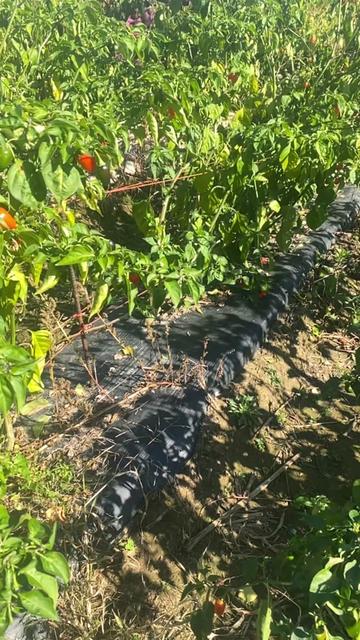 @B.A Organic Farm(380)209-9752