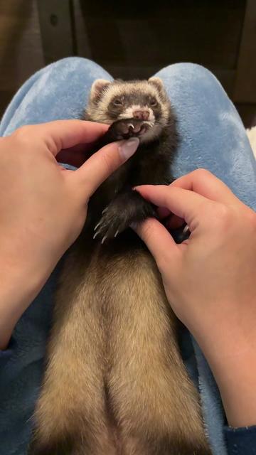 @oliverandstellaferrets