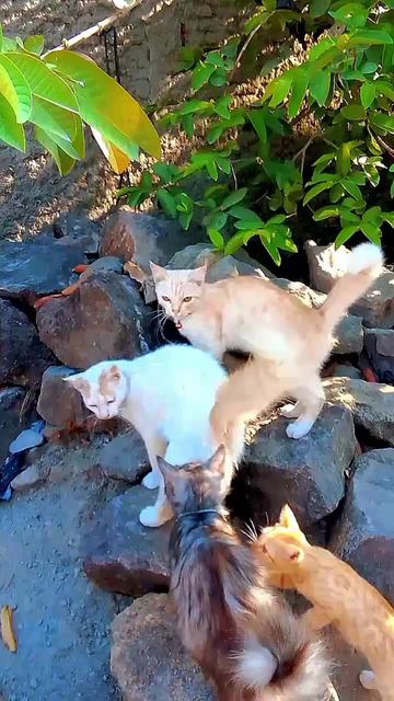 @Biru Cat's Family