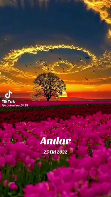 @🪷🌸🪷🌸