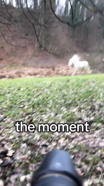 @Lorea ☾ Equine Imagery