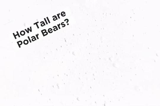 @leroypolarbear