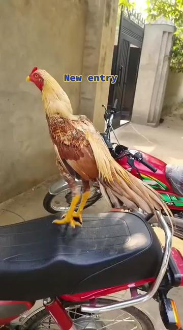 @Raja Shujahat