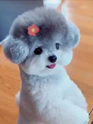 @pet home