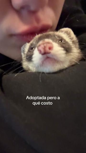 @oliverandstellaferrets