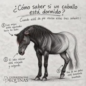 @Experiencias Equinas