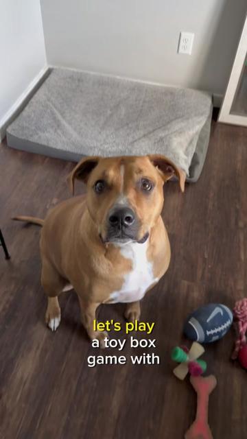 @PetFitness