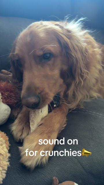 @Sammy The Big Red Dog
