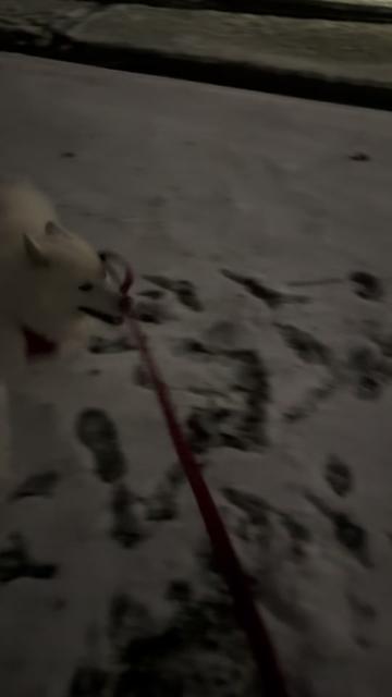 @Tundra