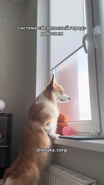 @Слойка корги