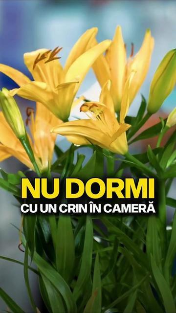 @Dr. Marius Sava
