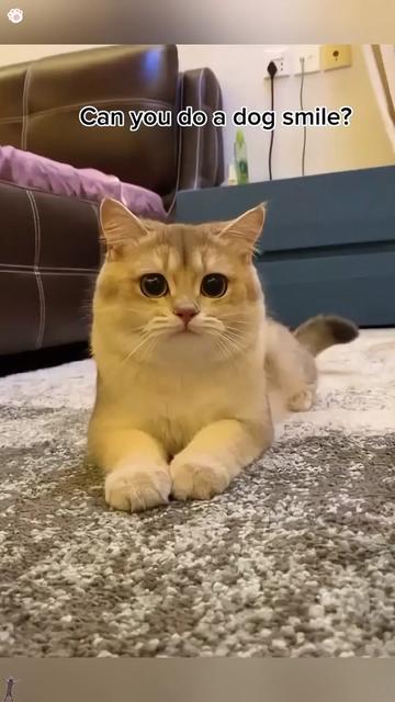 @funnyanimalvideo99