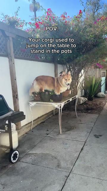@apollothecorgimute