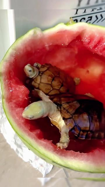 @Mr. Turtle