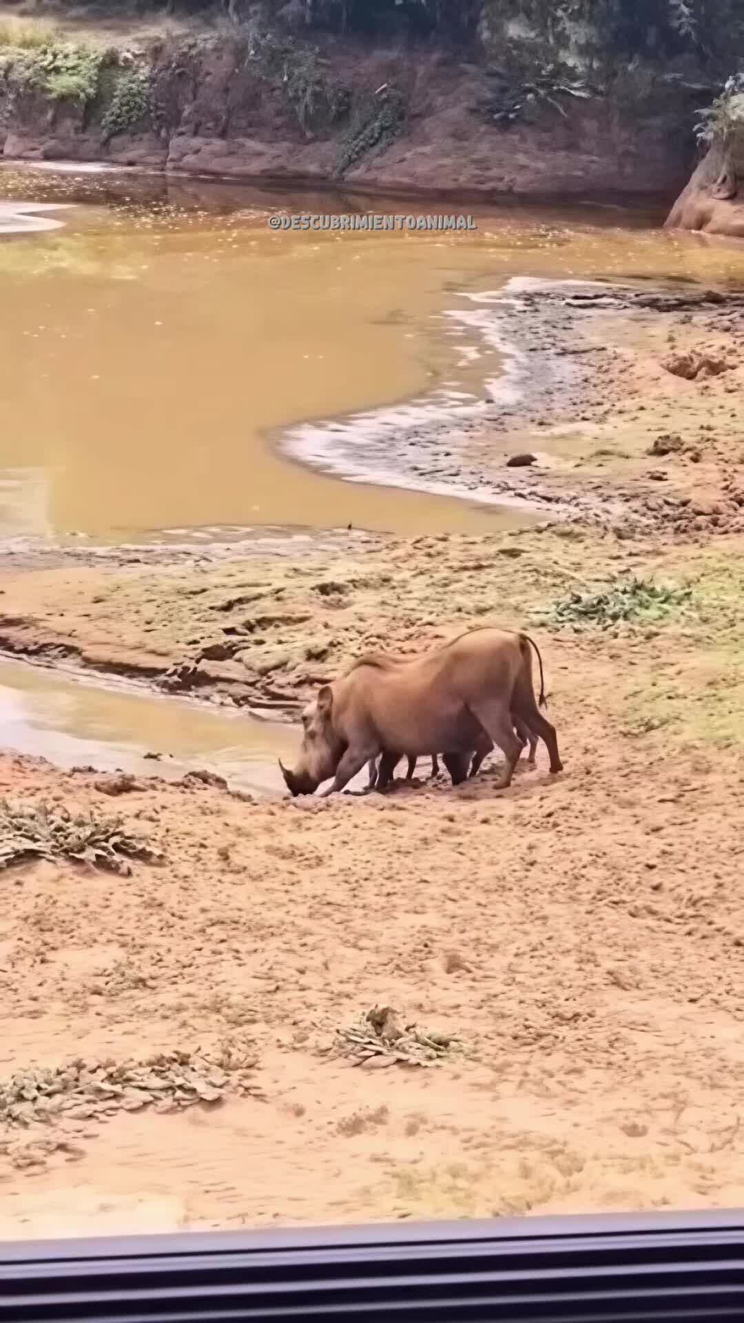 @Descubrimientoanimal