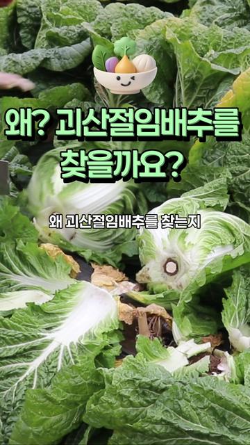 @아삭-괴산절임배추