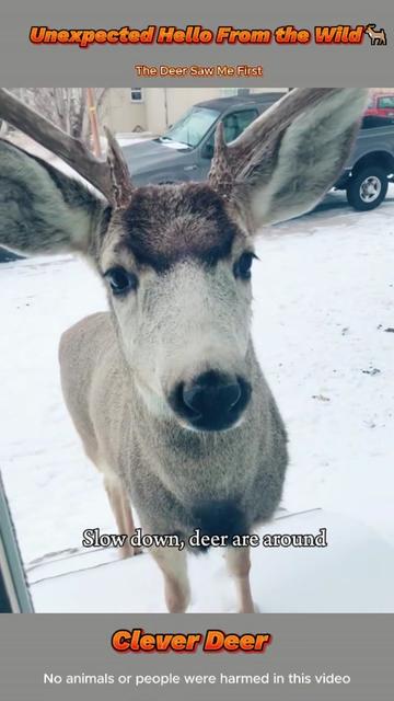 @brownyang3