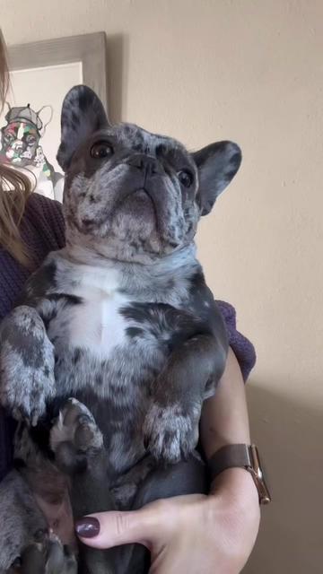 @Fly Lil Frenchie From OKC