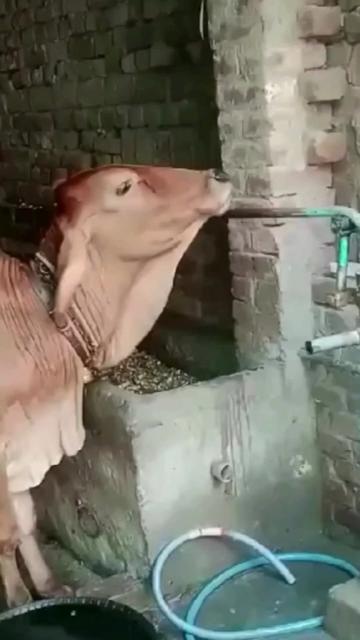 @bishuvmn1cp