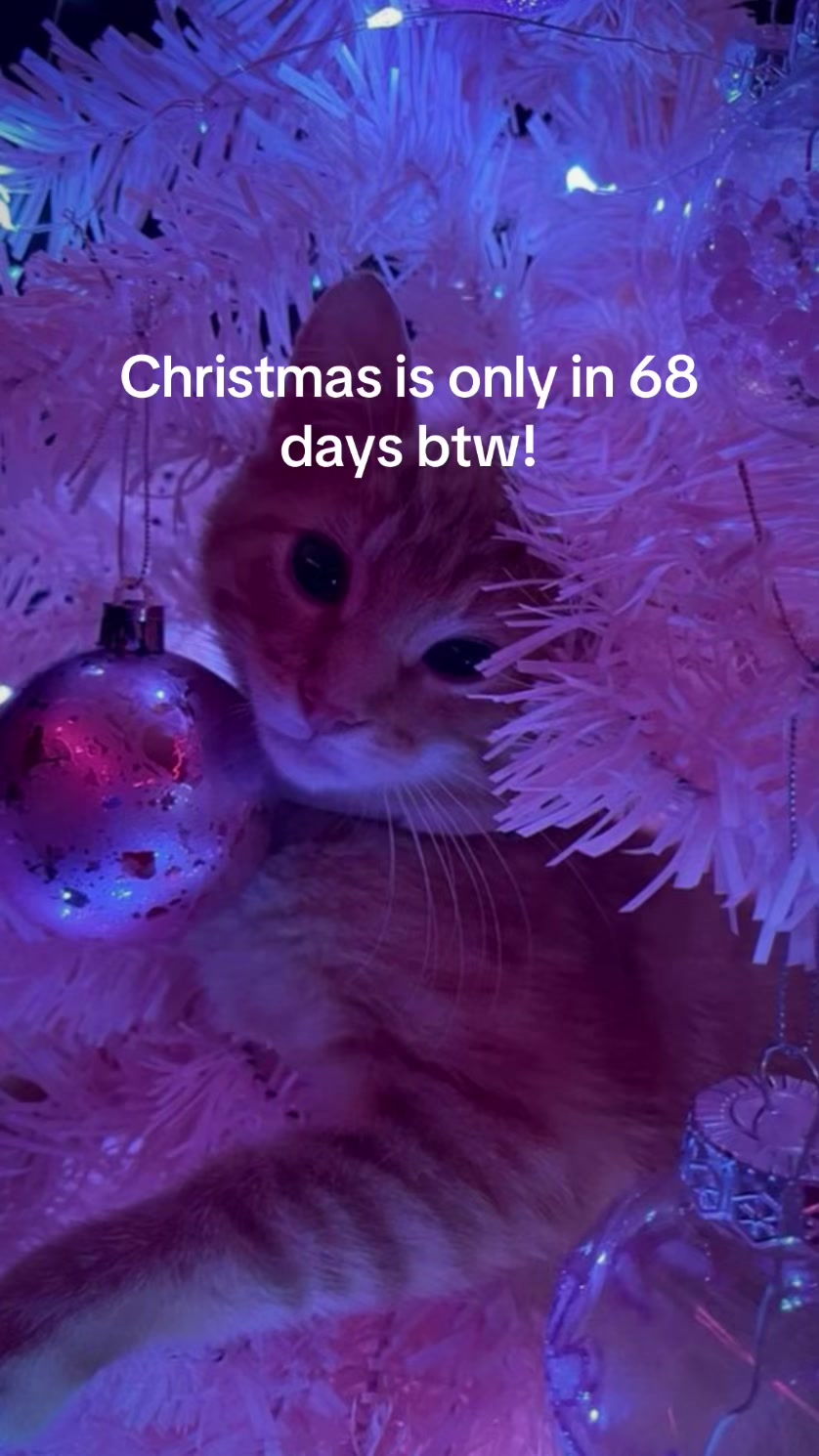 @christmas vibes!
