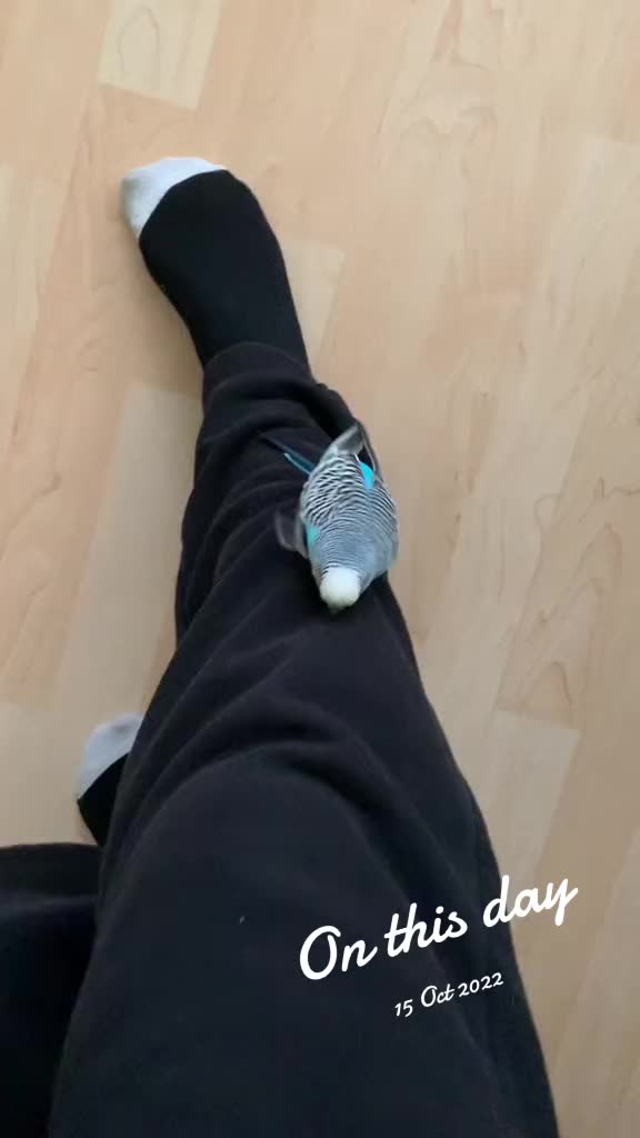 @Blu_the_budgie 🇹🇹