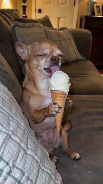 @Little bark Co