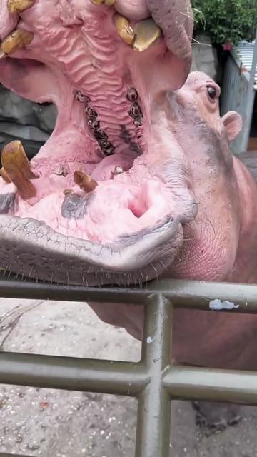 @Hippo