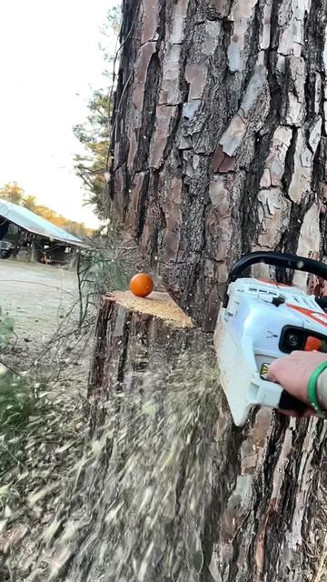 @The Tree Assassins