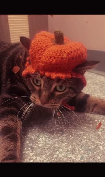 @The Fur Seasons Feline Rescue