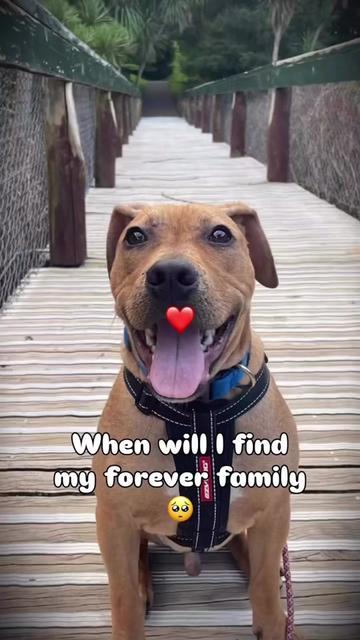 @Auckland Puppy Rescue