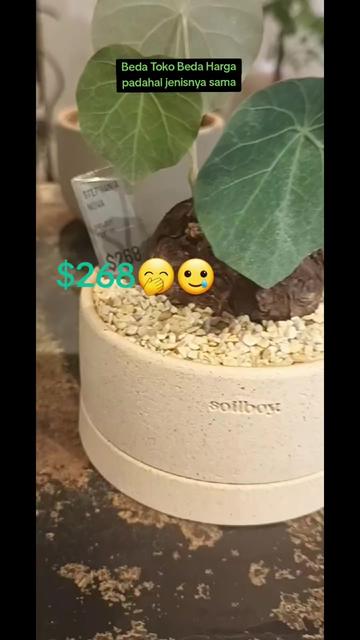 @mujee126