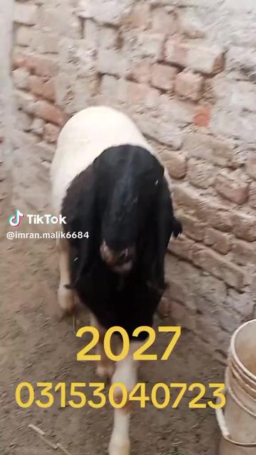 @rihan malik