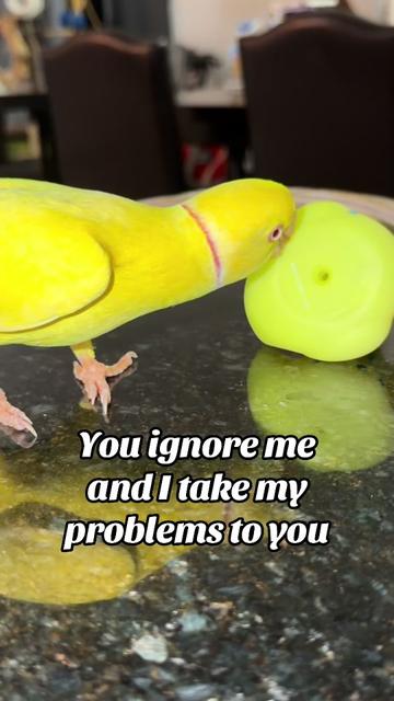@Yamy levy
