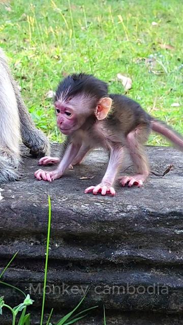 @Monkey Cambodia