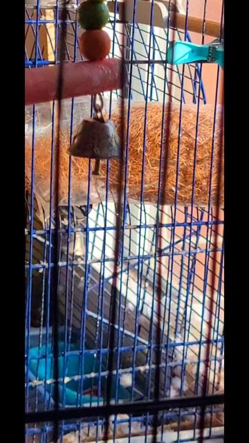 @Taha the Budgie