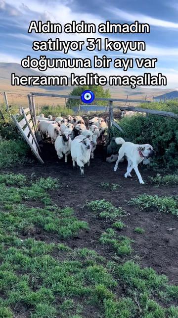 @karagozkoyunculuk2852
