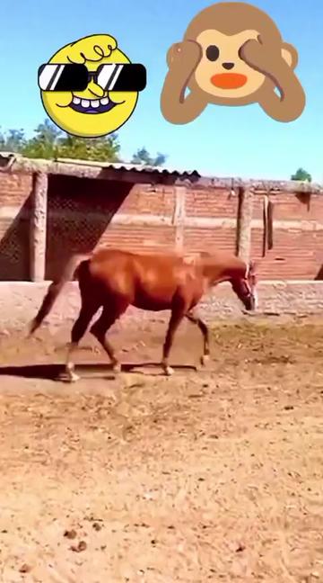 @Horses TikTok