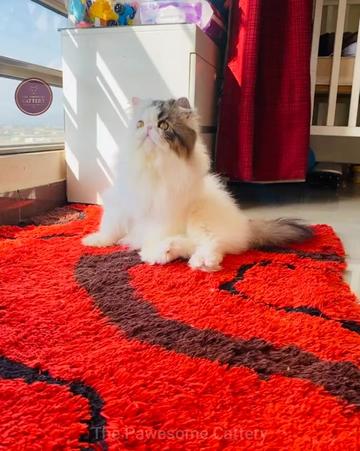 @The Pawesome Cattery