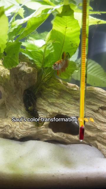 @betta fish